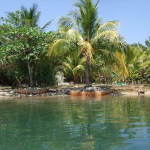 Close Up of Front Yard