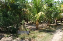 Trail to House and Side Yard