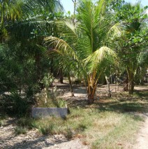 Trail to House and Side Yard